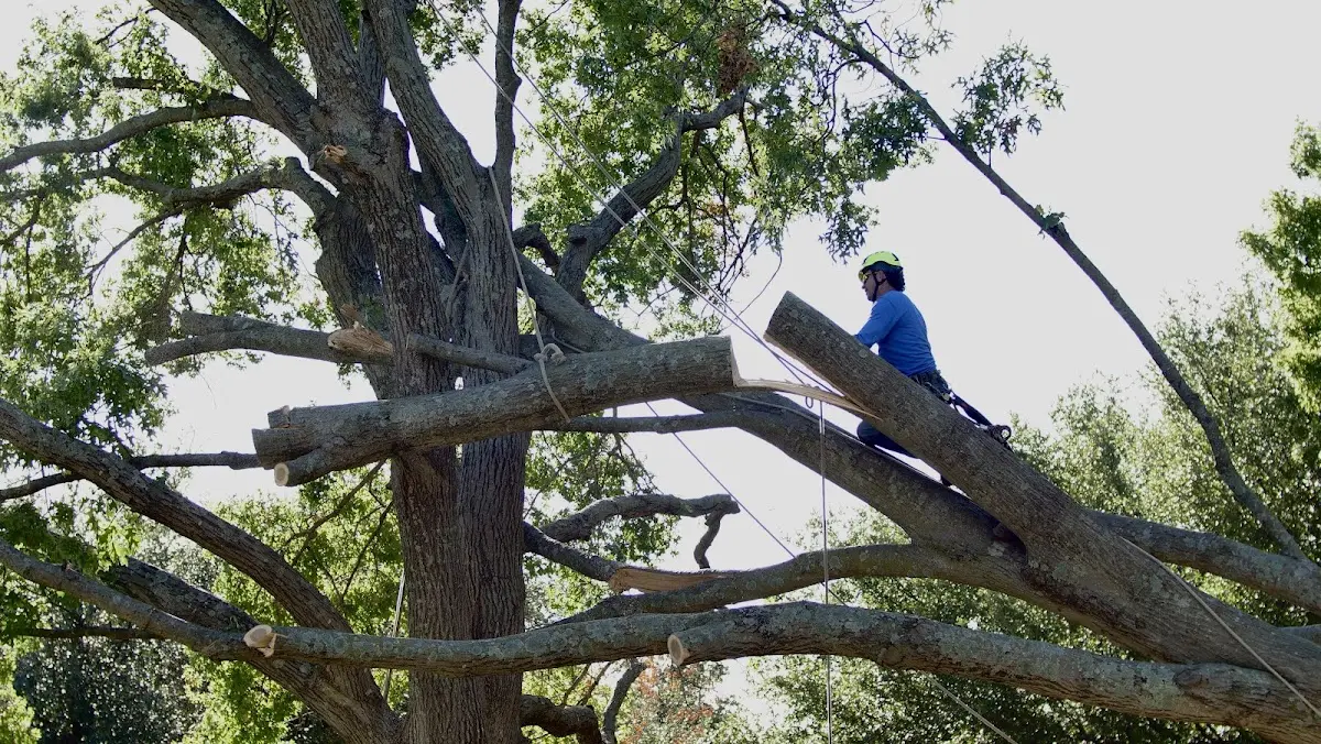 Professional Crown Thinning performed by certified arborists in Eden