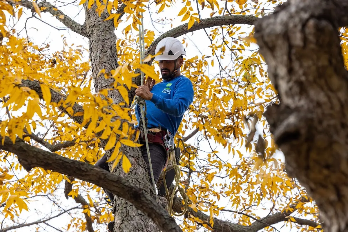 Skilled Tree Transplanting crew working in Eden
